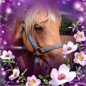 Meet your Posher, Joy